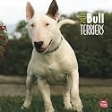 Bull Terriers 2010 Wall