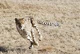 The Chase - 18"W x 12"H - Peel and Stick Wall Decal by Wallmonkeys