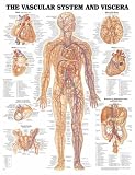 The Vascular System and Viscera