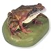 3B Scientific VN705 Agile Frog (Rana Dalmatina)