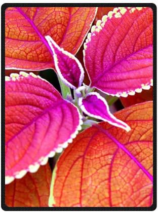 Treasure Design Discount Leaves Blanket 58" x 80" (Large)