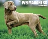 Just Weimaraners 2010 Calendar