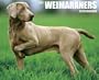 Just Weimaraners Calendar