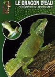 Le dragon d eau : Physignathus cocincinus