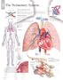 The Pulmonary System chart: Wall Chart