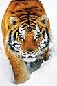 Raubkatzen - Tiger - Snow - Tier-Poster Foto Tiger Sibirisch Bengalisch - Grösse 61x91,5 cm