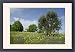 Framed Prints of SAS-223 Olive Tree - in flowering spring meadow with Common Borage (Borago from Ardea Wildlife Pets