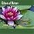 Echoes of Nature: Frog Chorus
