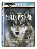 Nature: Yellowstone
