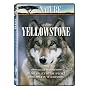 Nature: Yellowstone