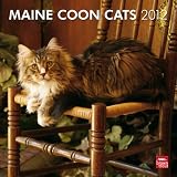 Maine Coon Cats 2012 Square 12X12 Wall Calendar (Multilingual Edition)