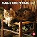 Maine Coon Cats 2012 Square 12X12 Wall Calendar (Multilingual Edition)