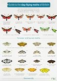 Guide to the day-flying moths of Britain