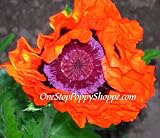 51mQwYIFvGL. SL160  Oriental Poppy Seeds