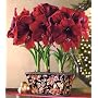 Jackson & Perkins Ferrari Amaryllis Trio in a Berries and Leaves Box