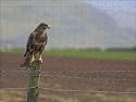 Buzzard (Buteo buteo) from Robert Harding