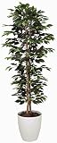 tree-c/観葉植物 造花 光触媒 ベンジャミン・スリム 180cm