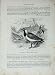 Cassell'S Birds C1870 Lapwing Peewit Vanellus Cristatus