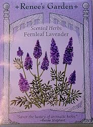 Lavender Fernleaf Seeds 50 Seeds