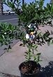 Mexican or Key Lime Standard Five Gallon Tree