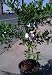 Mexican or Key Lime Standard Five Gallon Tree