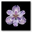Tiger Iris by joSon 8"x8" Art Print Poster