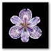 Kitchen & Housewares : Tiger Iris by joSon 8"x8" Art Print Poster