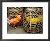 Fighting Cocks, Rosters, with Dyed Plummage Looking for a Way Out, Tenganan, Indonesia Photography Framed Art Poster Print by Adams Gregory, 22x18