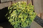 Chamaecyparis Obtusa Butter Ball - Dwarf Hinoki Cypress Tree - Pot Size 4 Inch