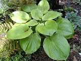 Hosta 'Sum & Substance'