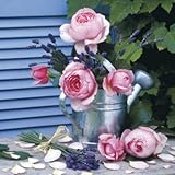 IMAGE OF Professionally Plaqued James Guilliam Au Jardin Art Print Poster - 12x12 with RichAndFramous Black WoodMounting