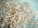 Amazon / Hirts: Perennials; Sun: Double Snowflake Babies Breath 4 Plants - Gypsophila