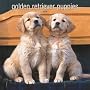 Golden Retriever Puppies 2008 Square Wall Calendar (Multilingual Edition)