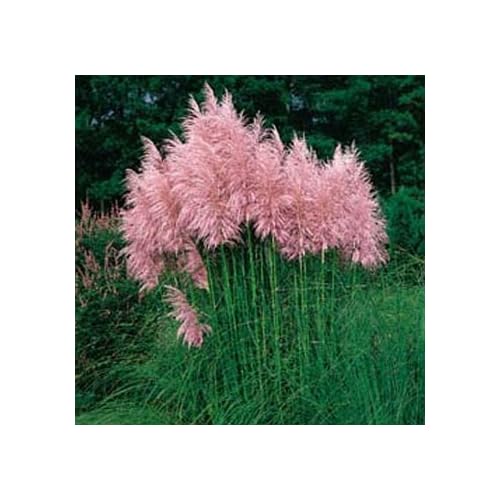 Pink Pampas Grass Perennial Flower Seeds pink pampas grass perennial flower seeds