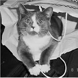 How Smart Is Your Cat? ~ Ricki Block