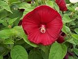 Amazon / Hirts: Perennials; Sun: Luna Red Hibiscus Perennial - 25 Plants