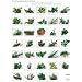 Plakat K�chenkr�uter aus dem Garten und der freien Natur