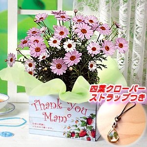 母の日ギフト 可愛い「ピンクのマーガレット」５号鉢 Ｎ－ＭＧ