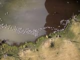 Pelicans and an Algal Bloom in the Drying Eutrophic Lake Mtera, Tanzania Photographic Poster Print by Michael Fay, 16x12
