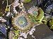 Aggregating Anemone, in Tidepool at Low Tide, Olympic National Park, Washington, USA Animals Photographic Poster Print by Georgette Douwma, 16x12