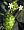 Noni Juice Plant 10 Seeds - Morinda citrifolia -Magical