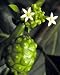 Noni Juice Plant 10 Seeds Morinda citrifolia Magical FREE SHIPPING ON ADDITIONAL HIRTS SEEDS ORDERED PAID WITH ONE PAYMENT!