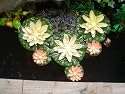 LILY LIGHTS