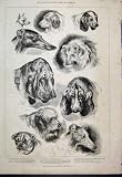 1888 KENNEL CLUB DOG SHOW SPANIEL COLLIE BULLDOG PRINT
