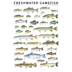 Freshwater Gamefish of North America Poster