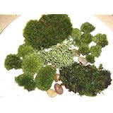 Live Moss Assortment for Terrariums - Frog, Haircap, Cushions, Rocks, Lichen