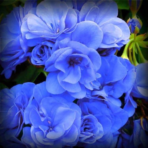 Rose Blue Flower - Geranium Seeds - 30-50 Seeds - Qualityseeds4less Exclusive