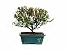 Brussel's Rock Cotoneaster Bonsai Brussel's Rock Cotoneaster Bonsai