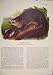 River Otter Rat Rats Shrew Mouse Rodent Color Old Print