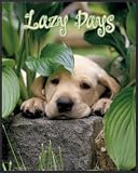 Mini Poster framed: Dogs - Lazy Days (20 x 16 inches)